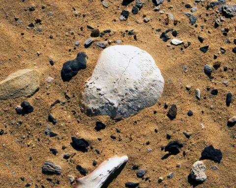 Ancient Egyptian skulls reveal 4,000-year-old cancer mystery