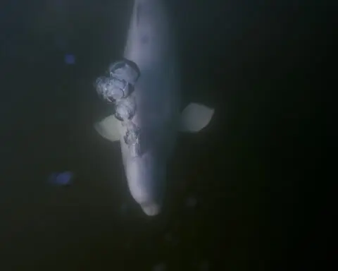 Offering a dose of healing, curious beluga whales frolic in a warming Hudson Bay