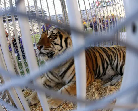 Louisiana governor supports bringing back tradition of having a live tiger at LSU football games