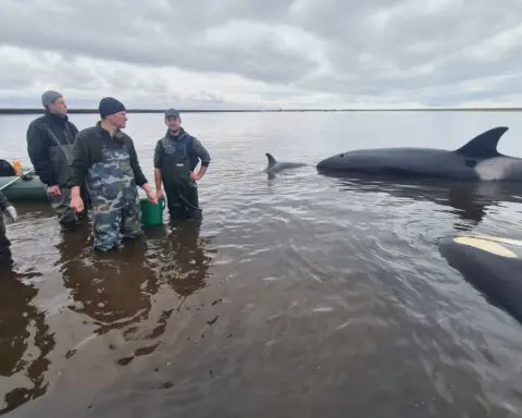 Russian rescuers save four stranded killer whales off Kamchatka, says SHOT news outlet
