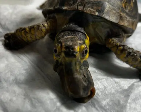 Turtle rescue on Long Island removes extraordinary beak from "Mr. Bubbles," a pet box turtle
