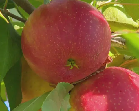Larger-than-normal apples harvested in Minnesota thanks to growing season's rainy start
