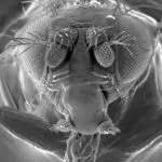 Scientists map fruit fly brain in neurobiological milestone