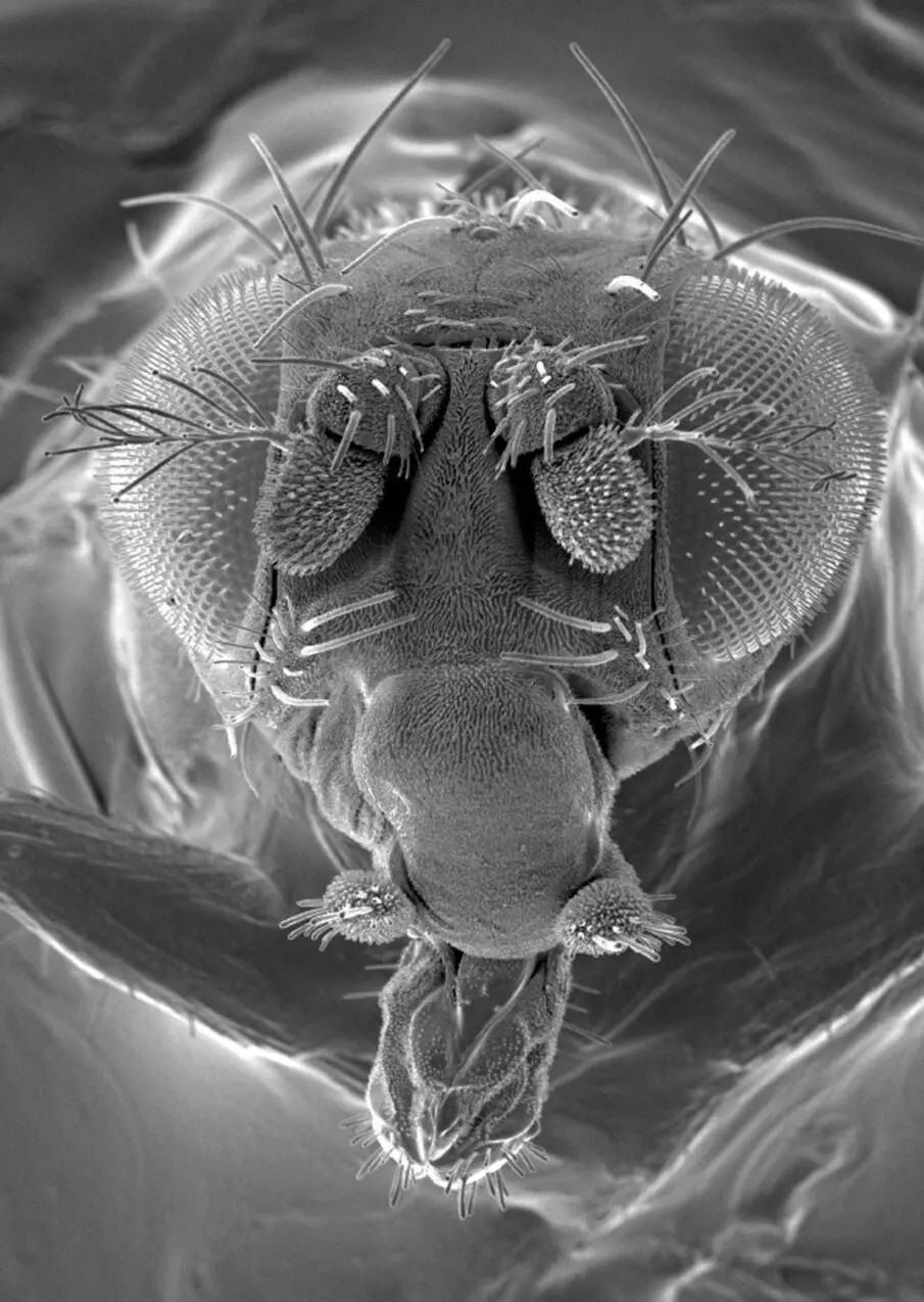 FILE PHOTO: Handout microscopic image of a fruit fly