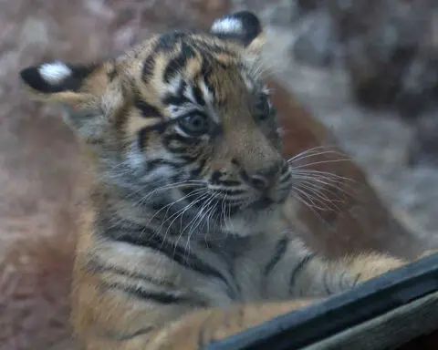 Louisville Zoo debuts its newest addition: A Sumatran tiger cub