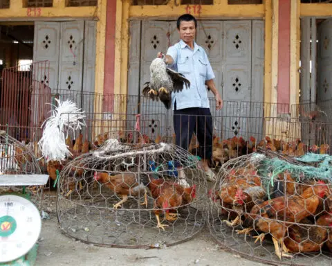 Dozens of captive tigers and lions die in Vietnam, bird flu detected