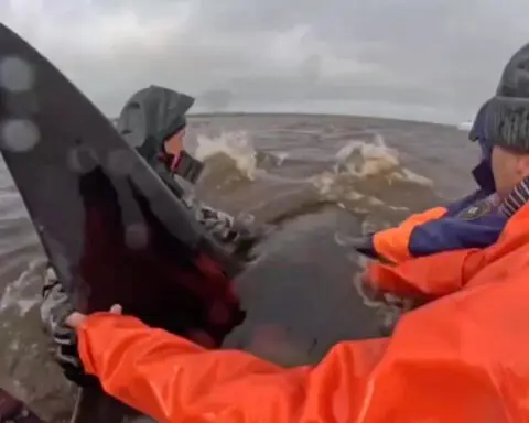 Stranded killer whales make their way to sea in Russia