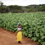 Zimbabwe compensates foreign and local farmers over land invasions