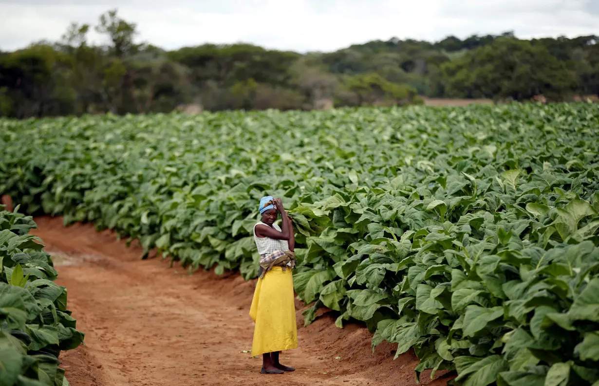 FILE PHOTO: A farm worker looks on during the harvesting of tobacco at Dormervale farm east of Harare