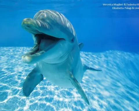 Dolphins ‘smile’ at each other when they play and to avoid misunderstanding, study finds