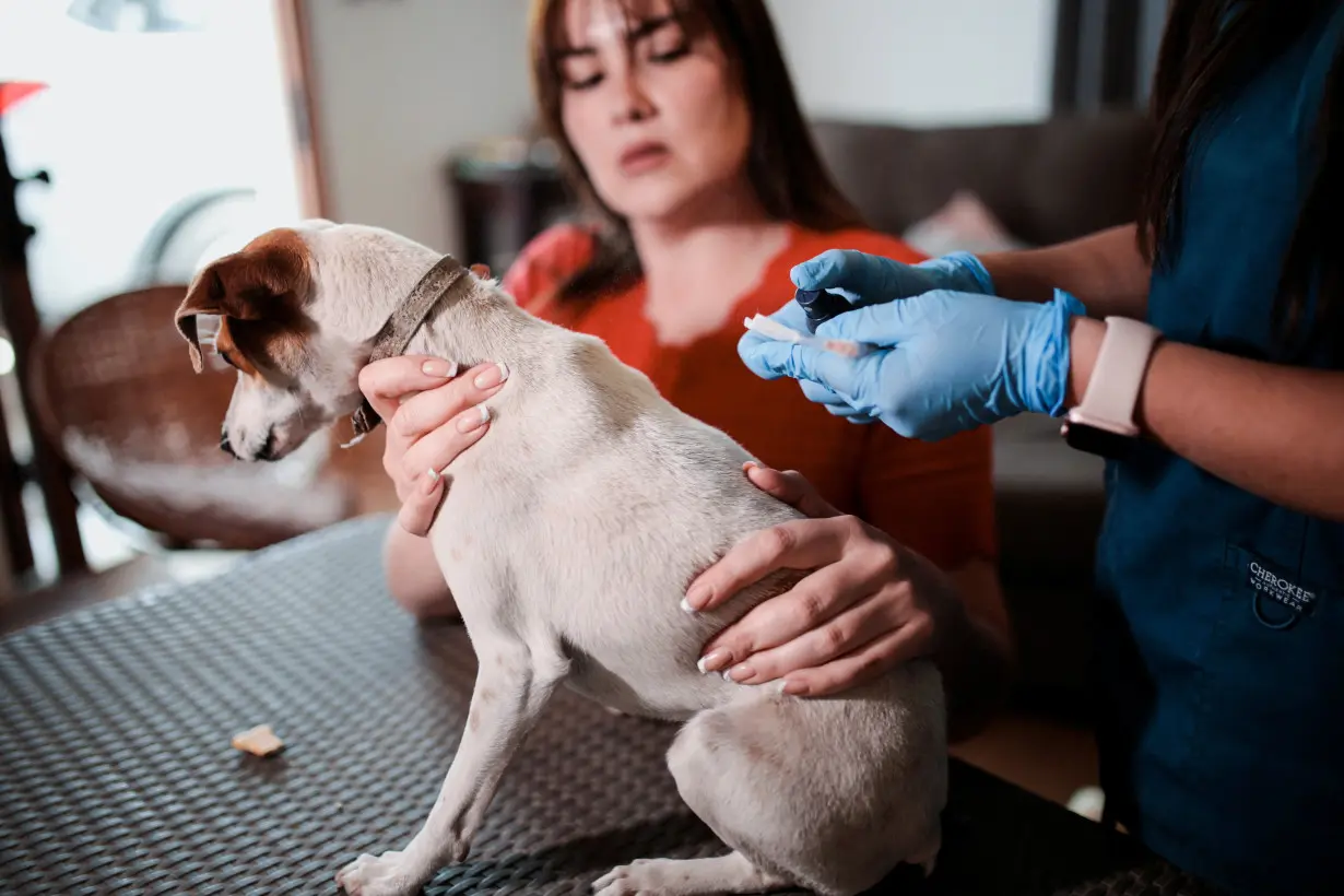 Chilean scientists create the first reversible vaccine for neutering dogs