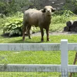 Former owner of water buffalo that roamed Iowa suburb for days pleads guilty