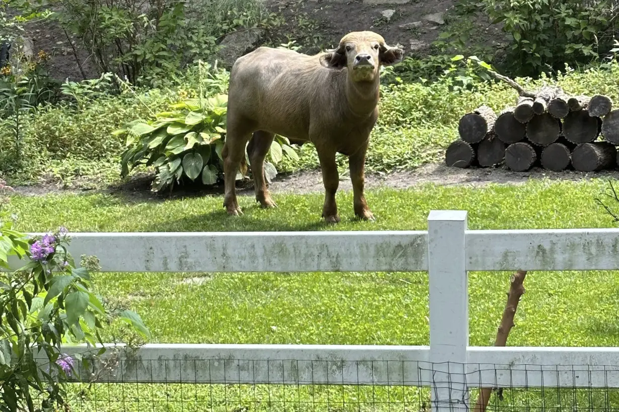 Iowa Water Buffalo