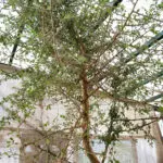 Scientists grow mystery tree from 1,000-year-old seed