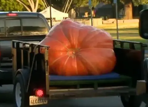 2024 Elk Grove Giant Pumpkin Festival: California growers show off massive gourds