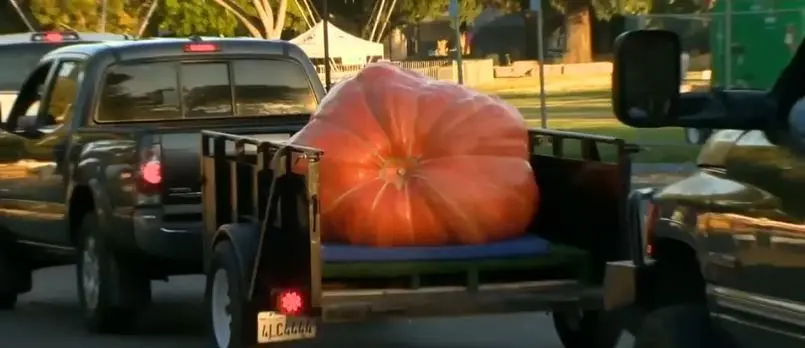 2024 Elk Grove Giant Pumpkin Festival: California growers show off massive gourds