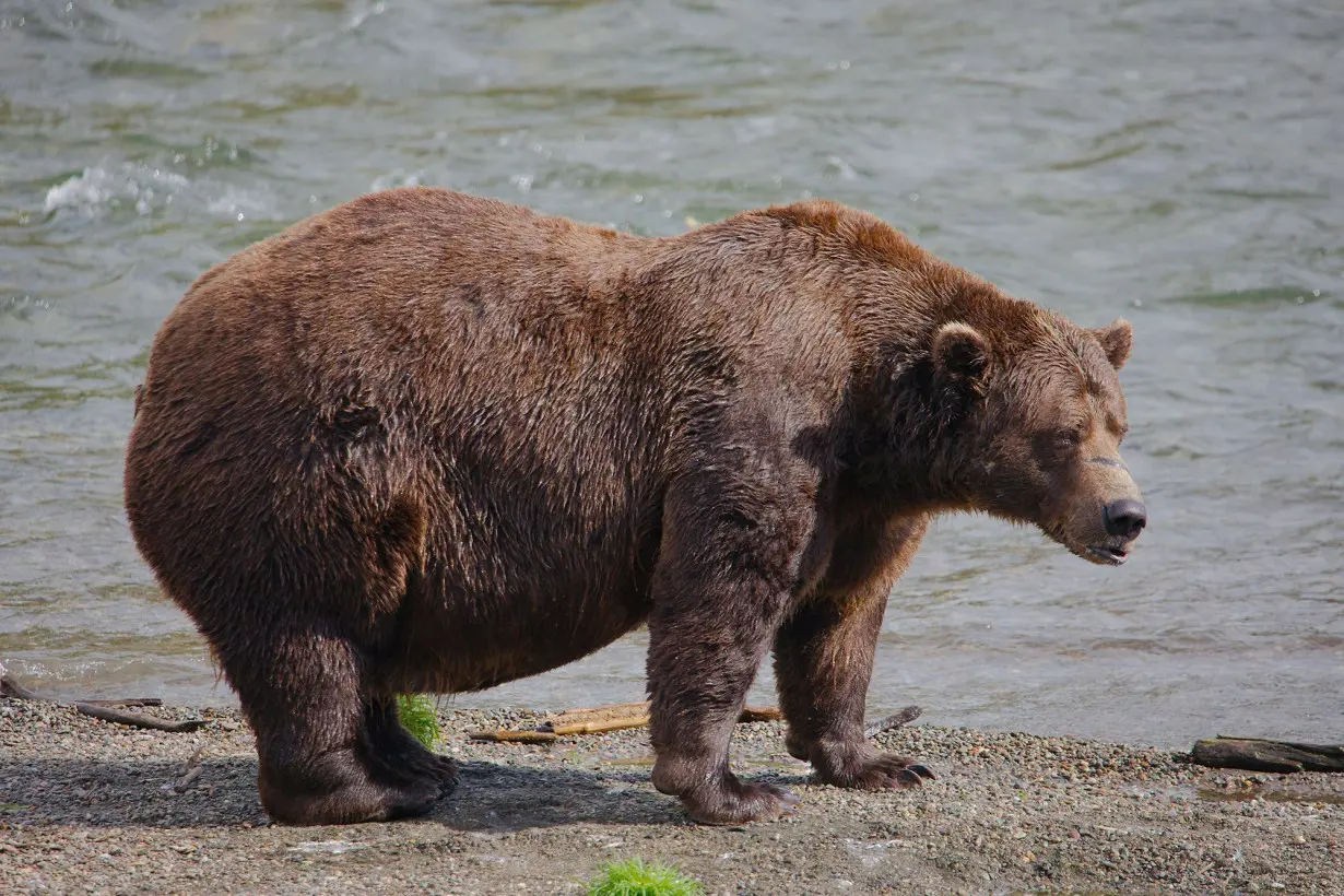 In a thrilling rematch, the winner of Fat Bear Week 2024 is …