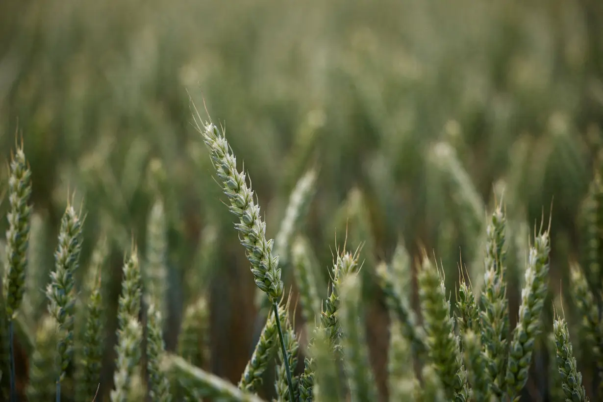 FILE PHOTO: A view of the ears of wheat, in Trigueres