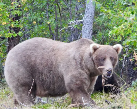 In a thrilling rematch, the winner of Fat Bear Week 2024 is …