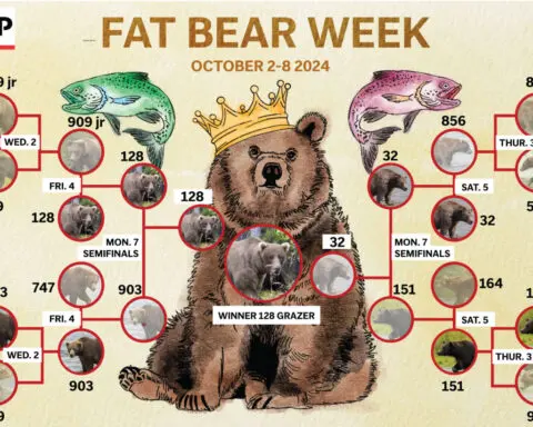 Online voting in Alaska's Fat Bear Week contest starts after an attack killed 1 contestant