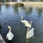 A New York village known for its majestic mute swans faces a difficult choice after one is killed