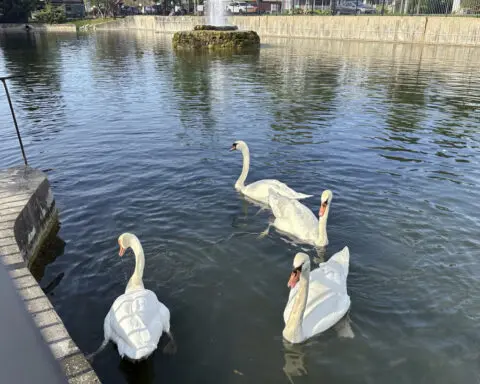 A New York village known for its majestic mute swans faces a difficult choice after one is killed