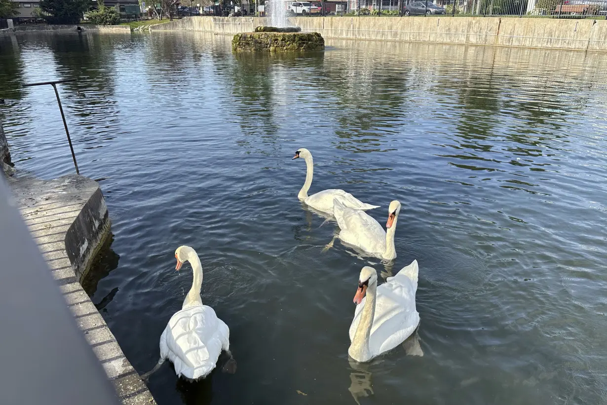 Village Swan Struggle