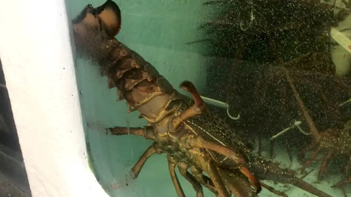 FILE PHOTO: A lobster is seen at a fish market in Sydney