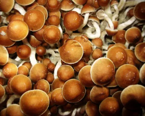 How psilocybin, the psychedelic in mushrooms, may rewire the brain to ease depression, anxiety and more