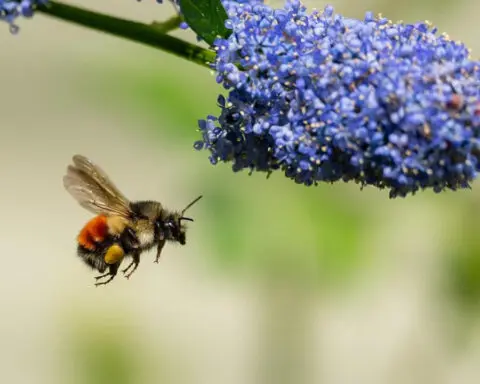 Could you transform your yard into a flourishing wildlife haven?