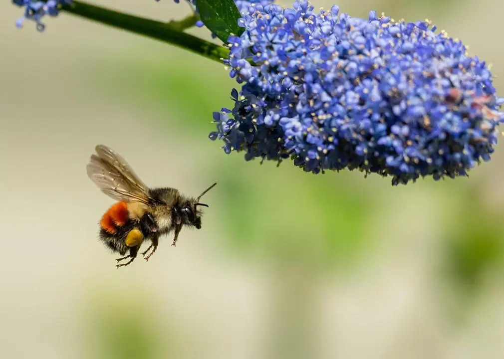 Could you transform your yard into a flourishing wildlife haven?