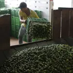 Mexico sends 660 soldiers, National Guard to protect lime growers suffering extortion by cartels