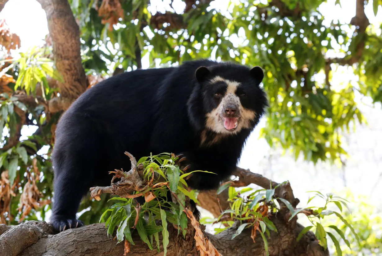 FILE PHOTO: 'Cholita' a Spectacled bear walks on a tree at the dry forest of the Chaparri Natural Reserve in Peru's northern region of Lambayeque