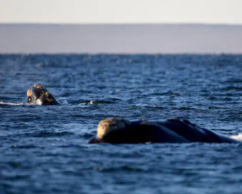 Off Argentina's Patagonian coast, whales and their calves dive deep for food