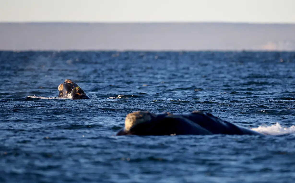 Off Argentina's Patagonian coast, whales and their calves dive deep for food