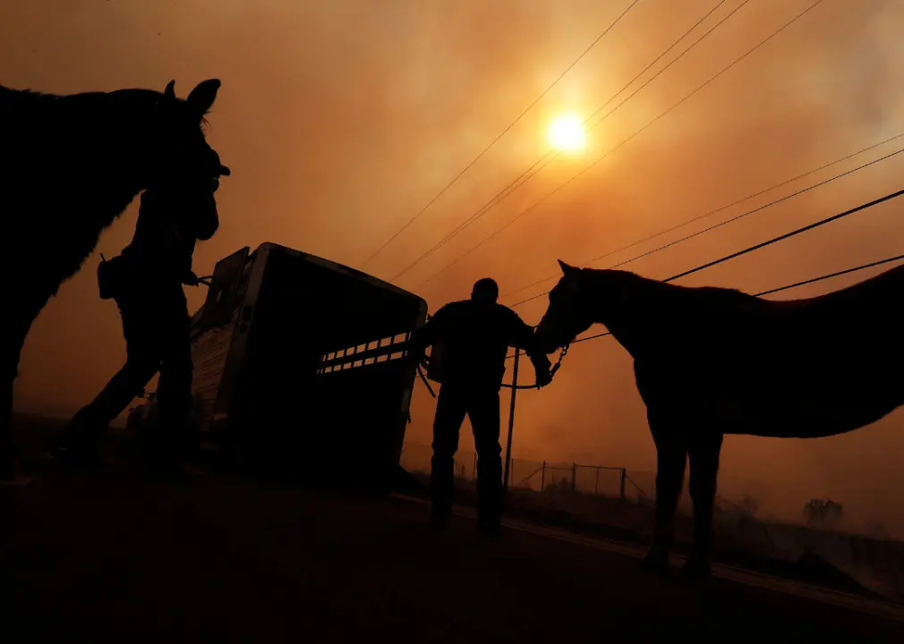 Is your pet part of your disaster plan?