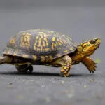 Woman pleads guilty to trying to smuggle 29 turtles across a Vermont lake into Canada by kayak