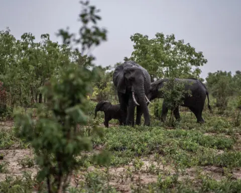 Two African countries say they need to kill elephants for food. Critics say it’s cruel and won’t work