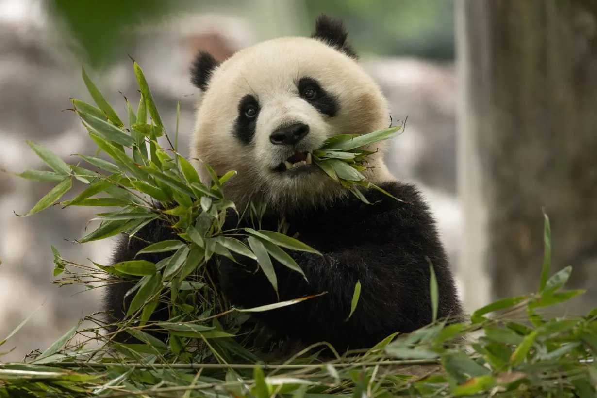 They're cute, cuddly and coming to America: China's newest panda diplomats headed for Washington