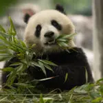 CNN takes exclusive look at prep for pandas' move from China