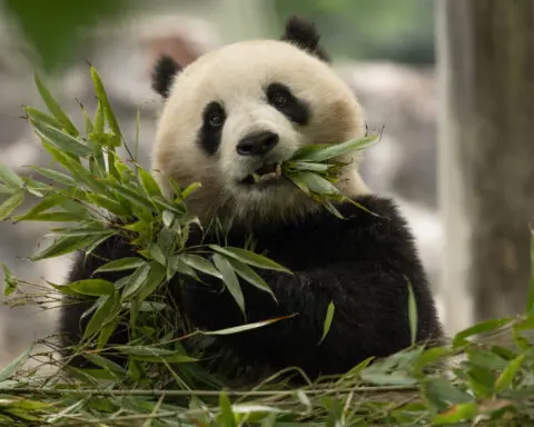 CNN takes exclusive look at prep for pandas' move from China