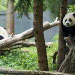 The pandas are coming! The pandas are coming!