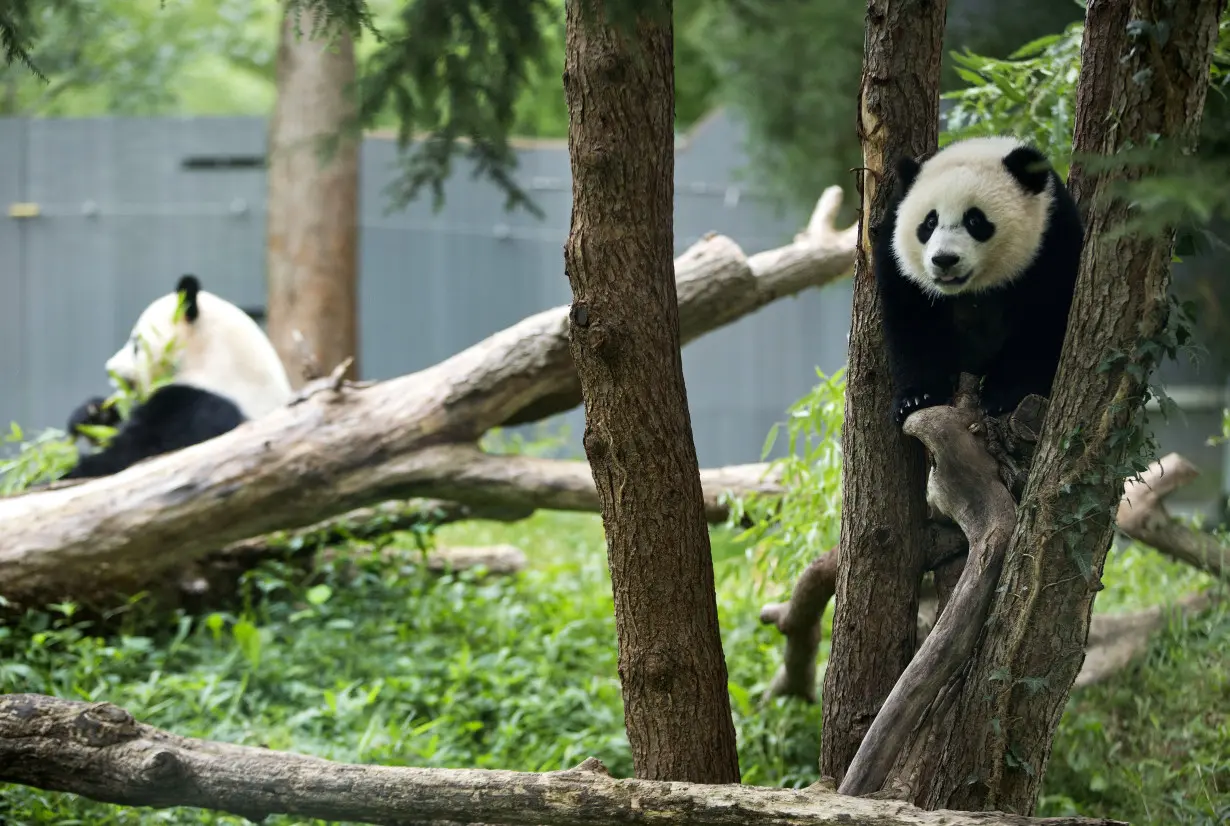 National Zoo Pandas