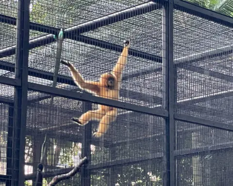 A Hong Kong zoo seeks answers after 9 monkeys die in 2 days