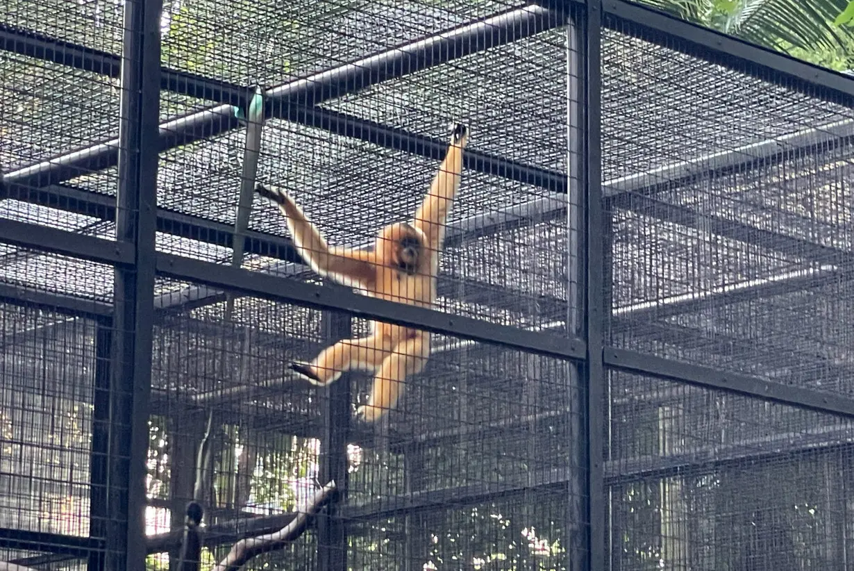 Hong Kong Monkey Deaths