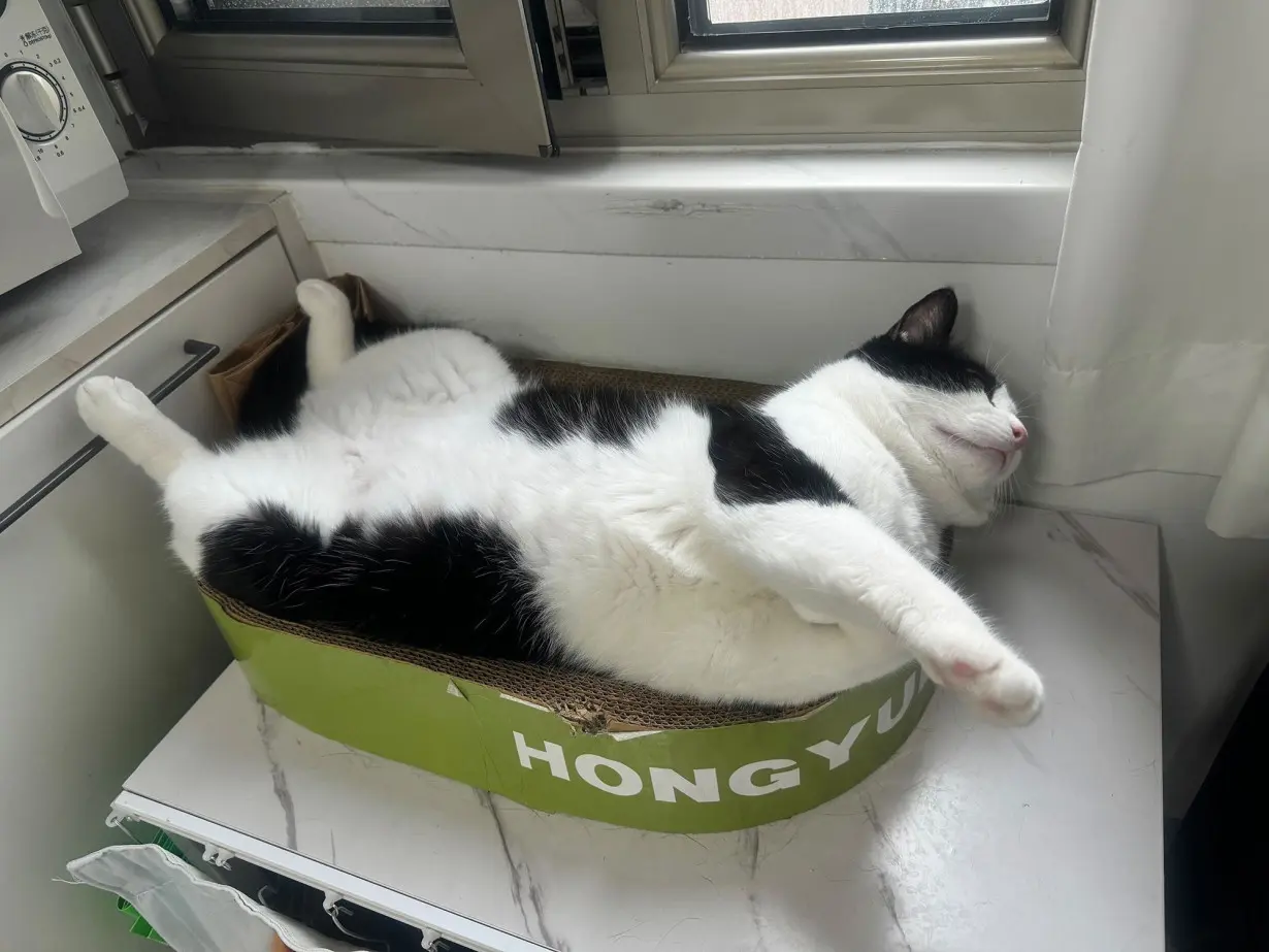 According to her owner, Zhang Bu'er is a highly employable cat who is ready to work for food or snacks.