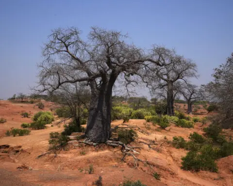 Southern Africa is enduring its worst hunger crisis in decades due to El Niño, the UN says