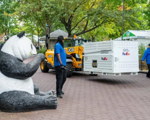 Two giant pandas arrive at Washington's National Zoo from China