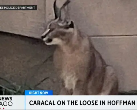 Endangered caracal wild cat spotted roaming in Chicago's northwest suburbs has been captured