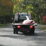 Tow truck hauls away massive shark that washed ashore Cape Cod beach